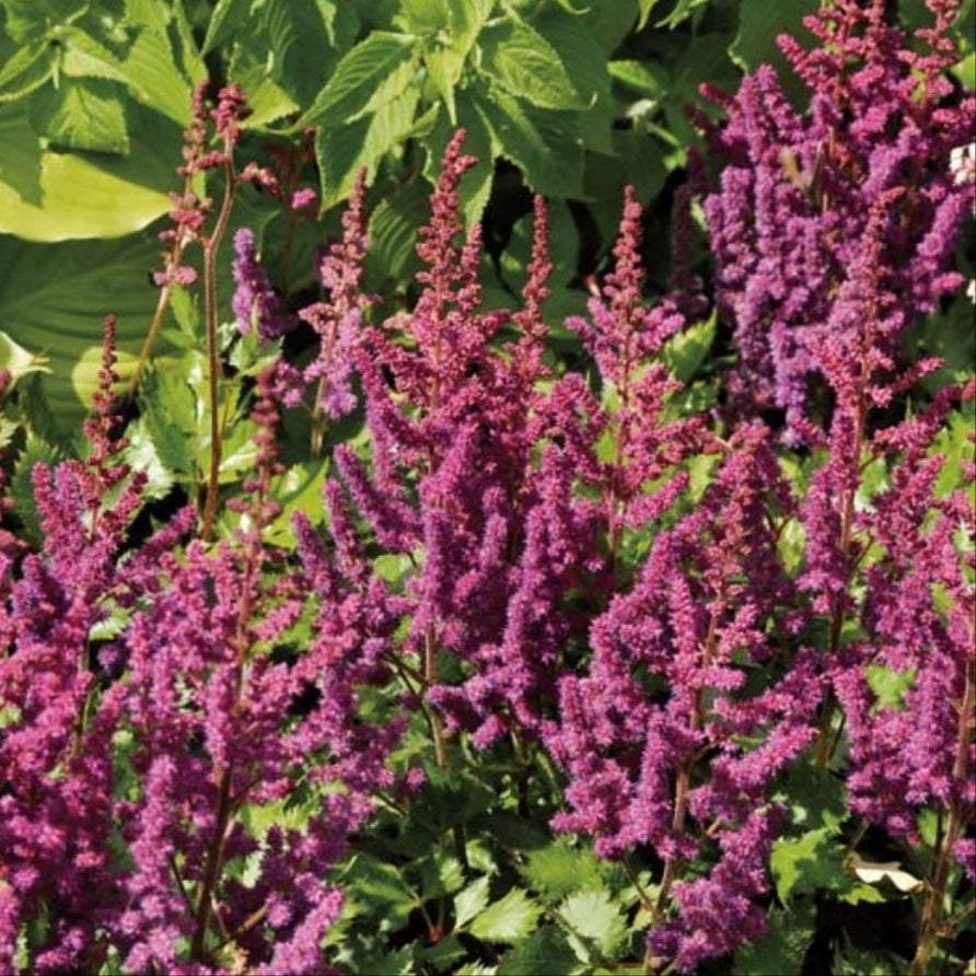 Asitlbe 'Purpurkerze'