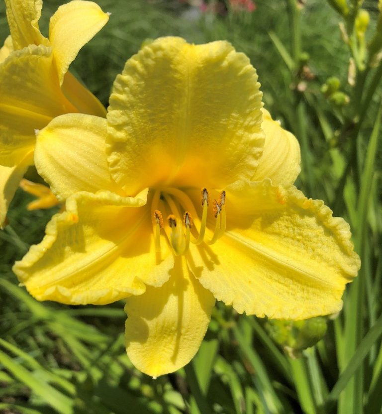 Hemerocallis Happy Returns