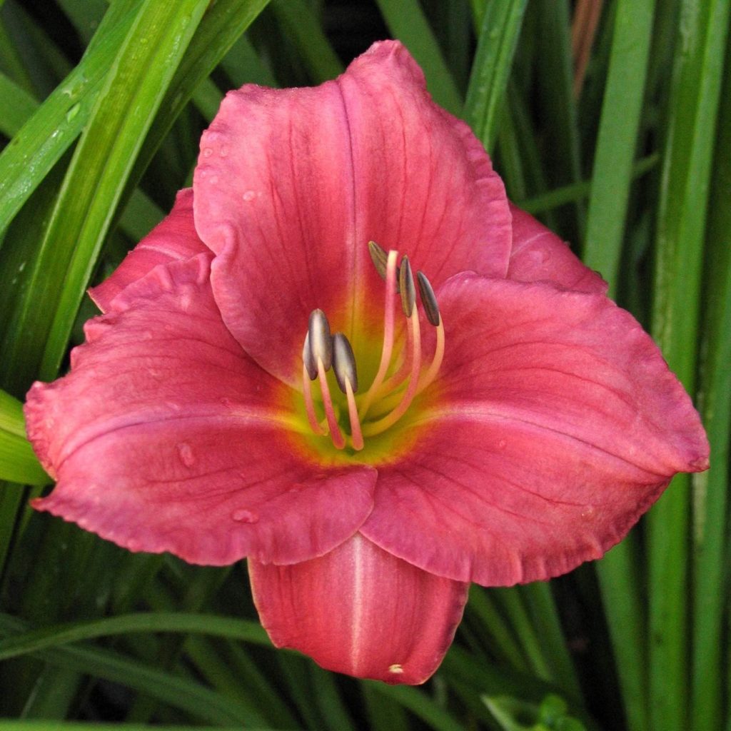 Hemerocallis Rosy Returns