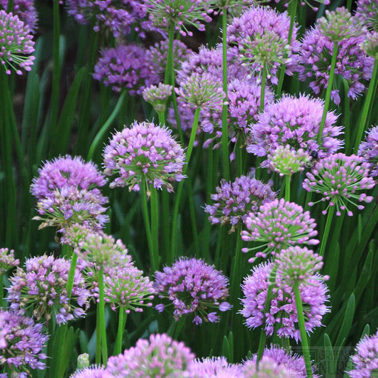 Allium 'Millenium'