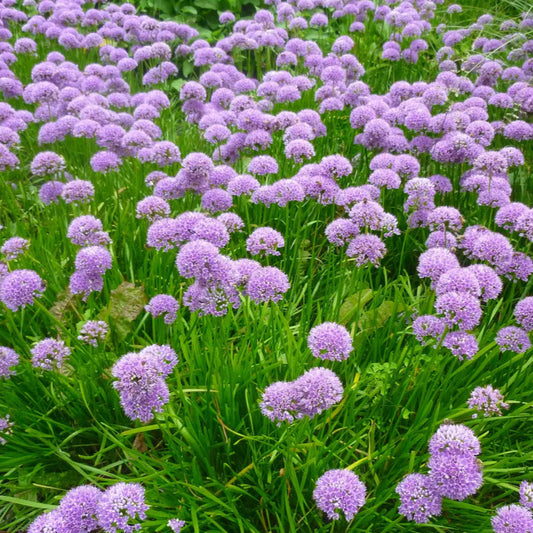 Allium 'Summer Beauty'