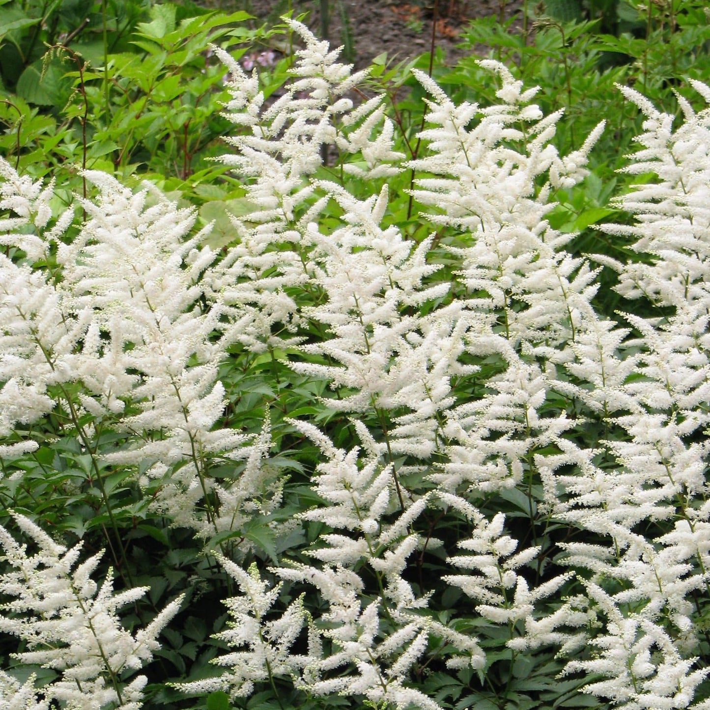 Astilbe Deutschland