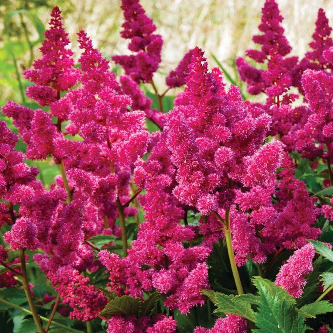 Astilbe 'Maggie Daley'