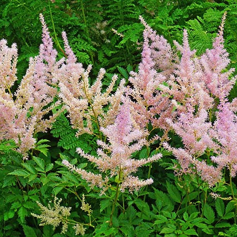 Astilbe Sprite