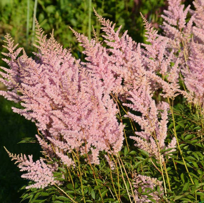 Astilbe Visions