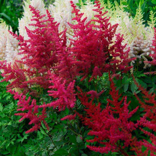 Astilbe 'Visions in Red'