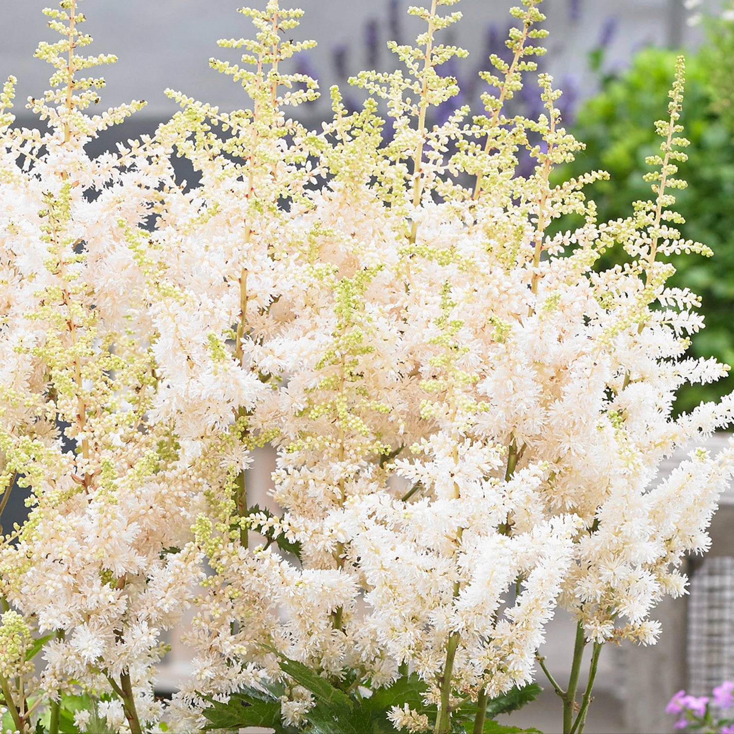 Astilbe 'Visions in White'