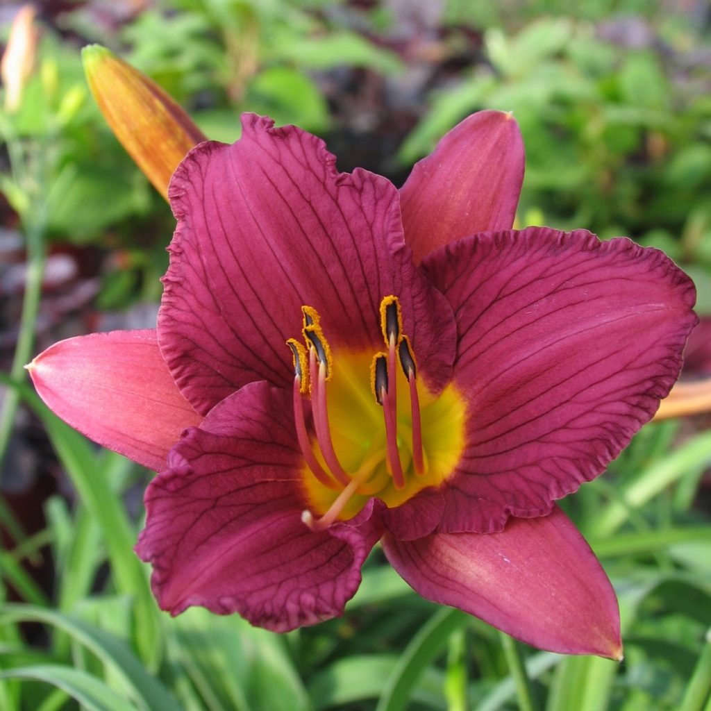 Hemerocallis Purple D Oro