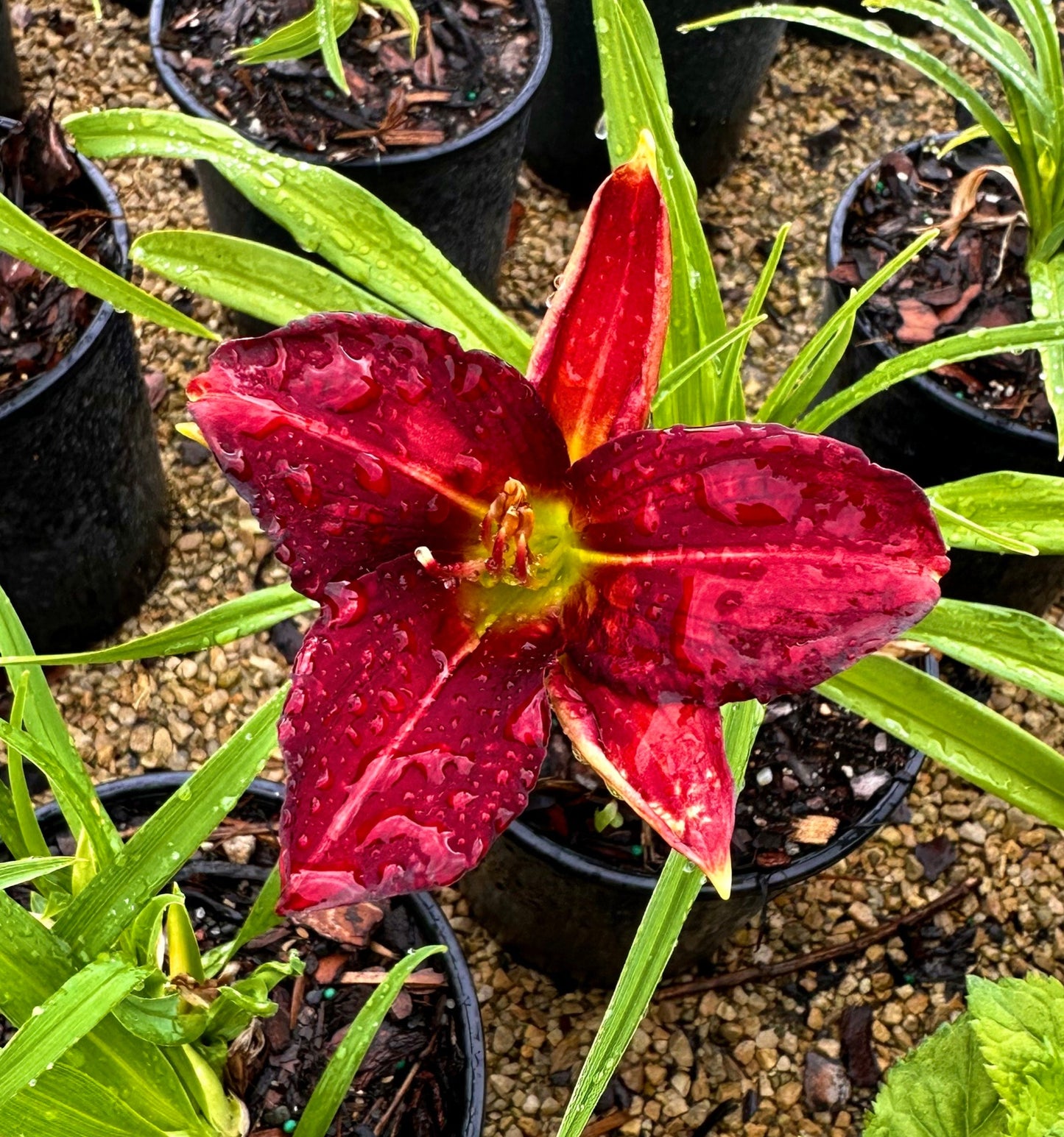 Hemerocallis Chicago Apache