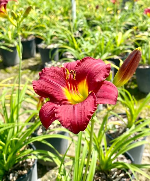 Hemerocallis Little Grapette