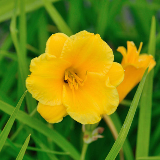 Hemerocallis Mini Stella