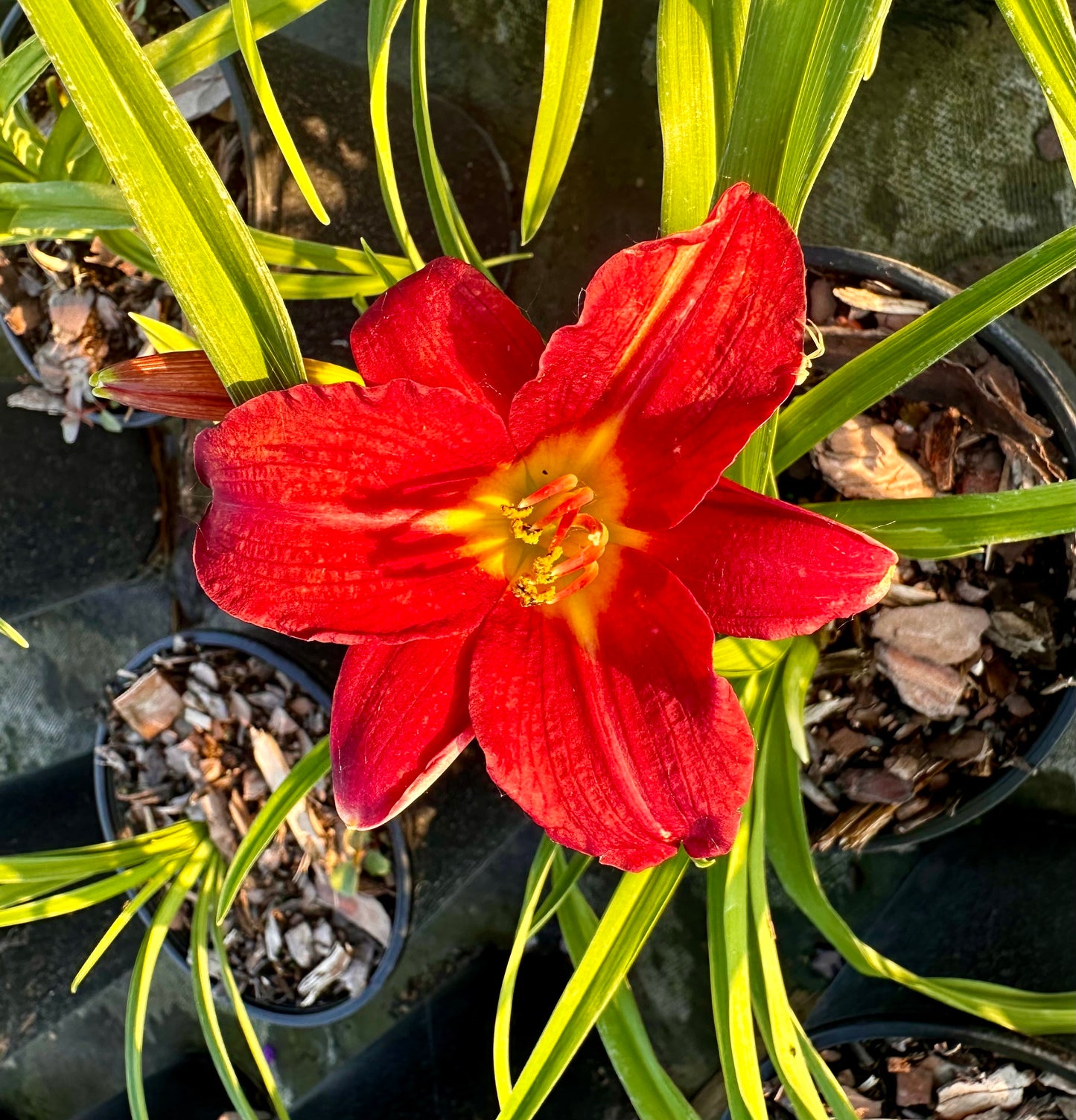 Hemerocallis Pardon Me