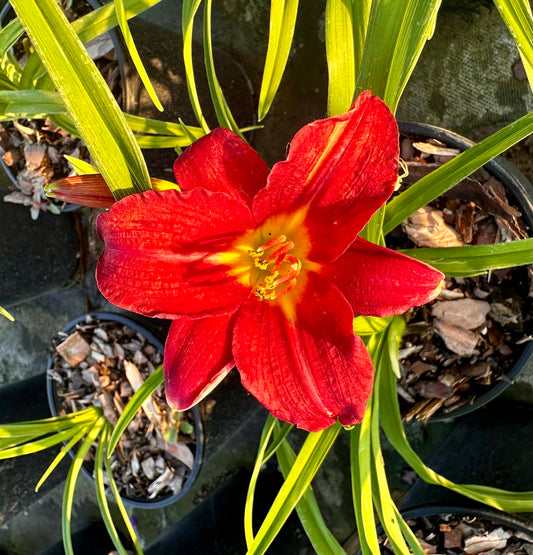 Hemerocallis Pardon Me