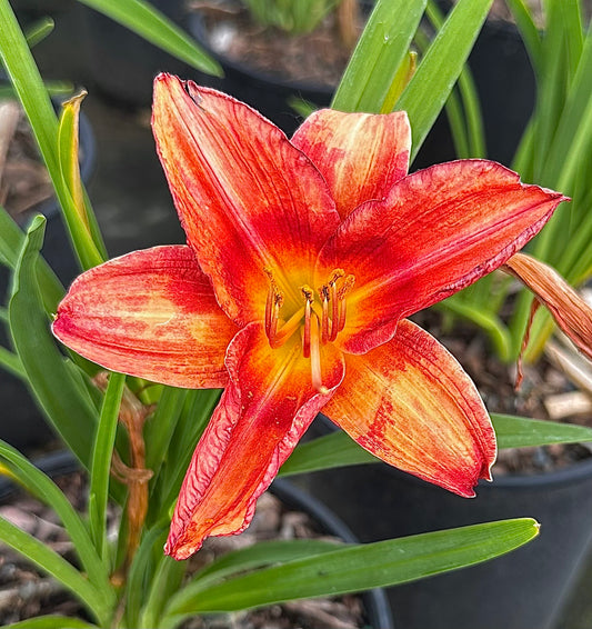 Hemerocallis Rocket City