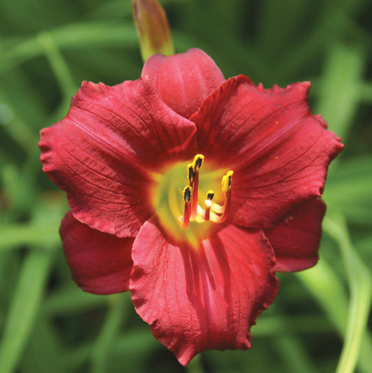 Hemerocallis Ruby Stella