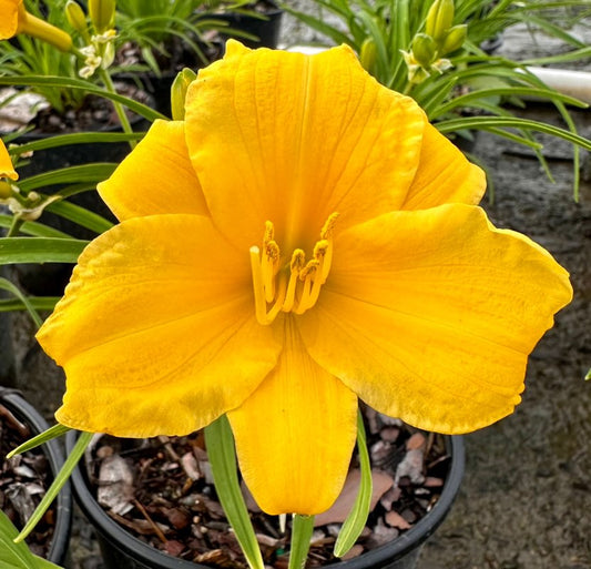 Hemerocallis Stella D Oro