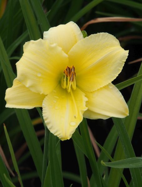 Hemerocallis Stella Supreme