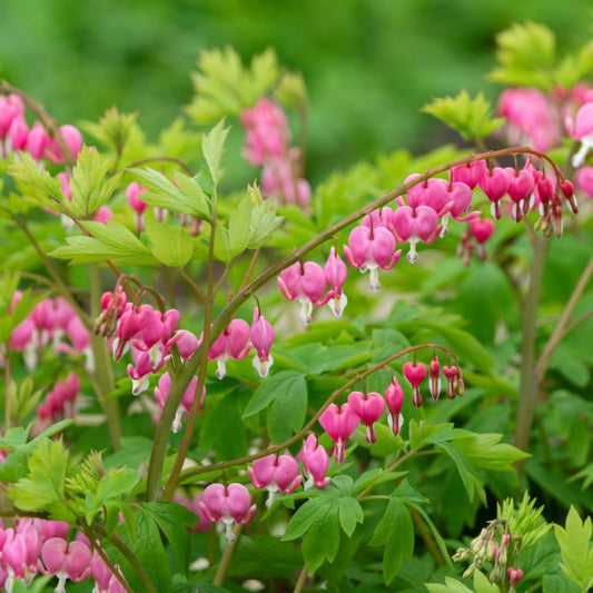 Dicentra Spectabilis