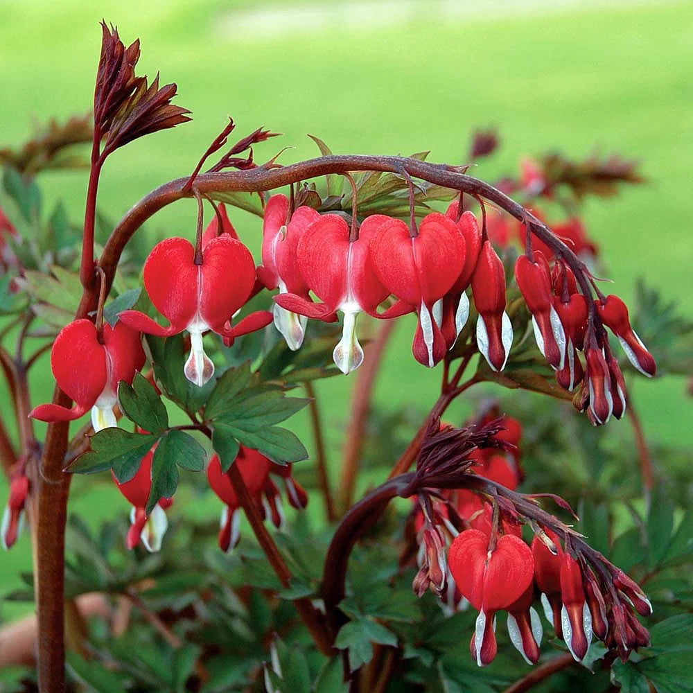 Dicentra Valentine