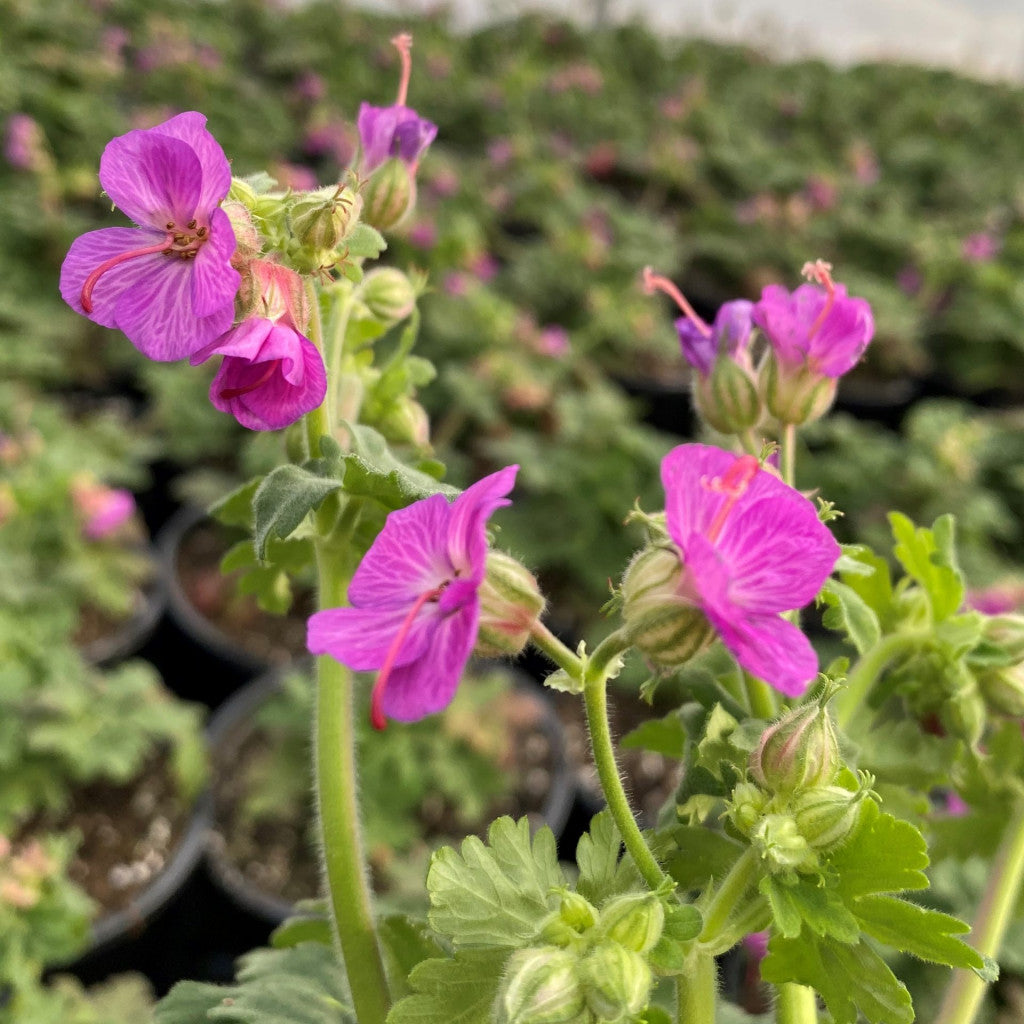 Geranium Bevans Variety