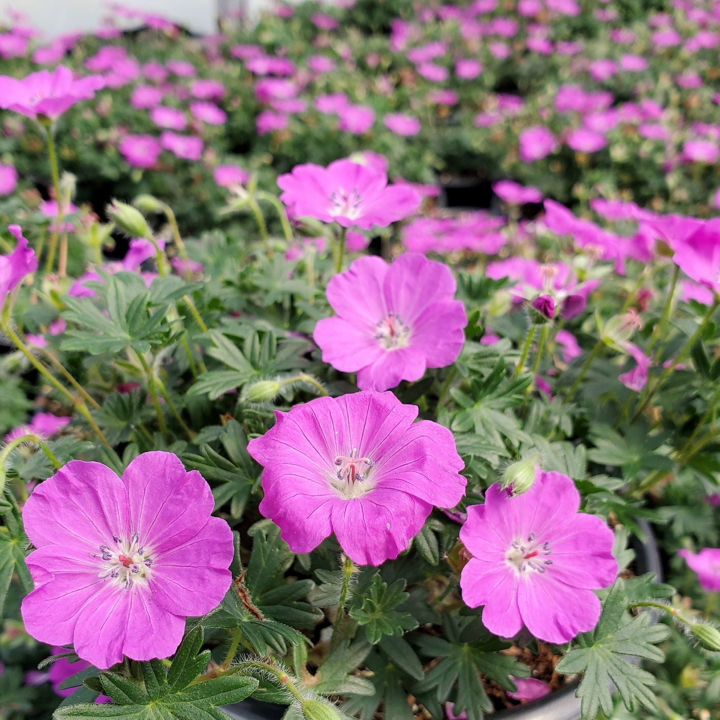 Geranium Max Frei