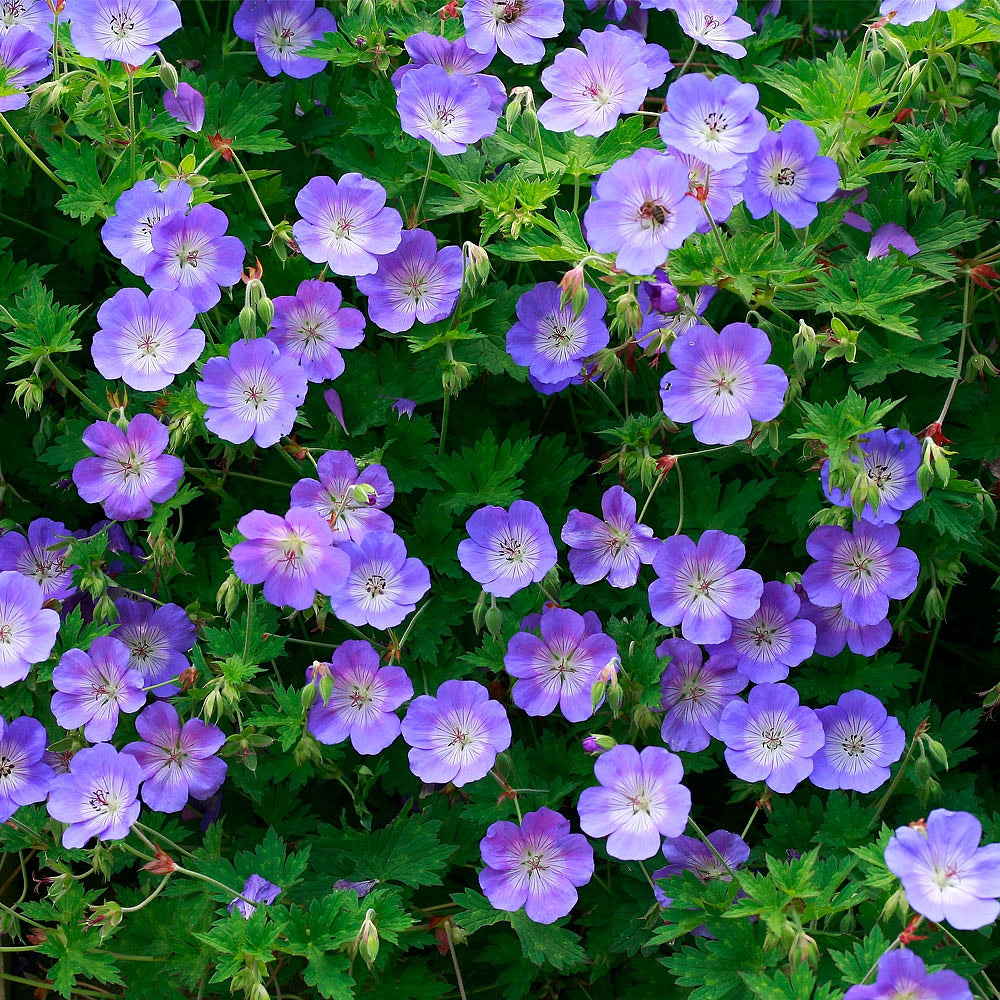 Geranium Rozanne