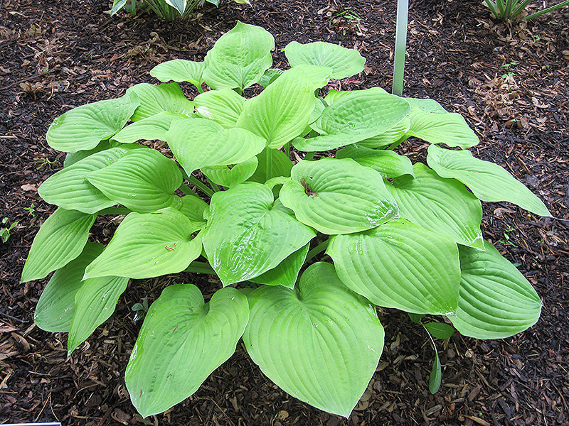 Hosta August Moon