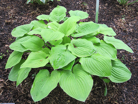 Hosta August Moon