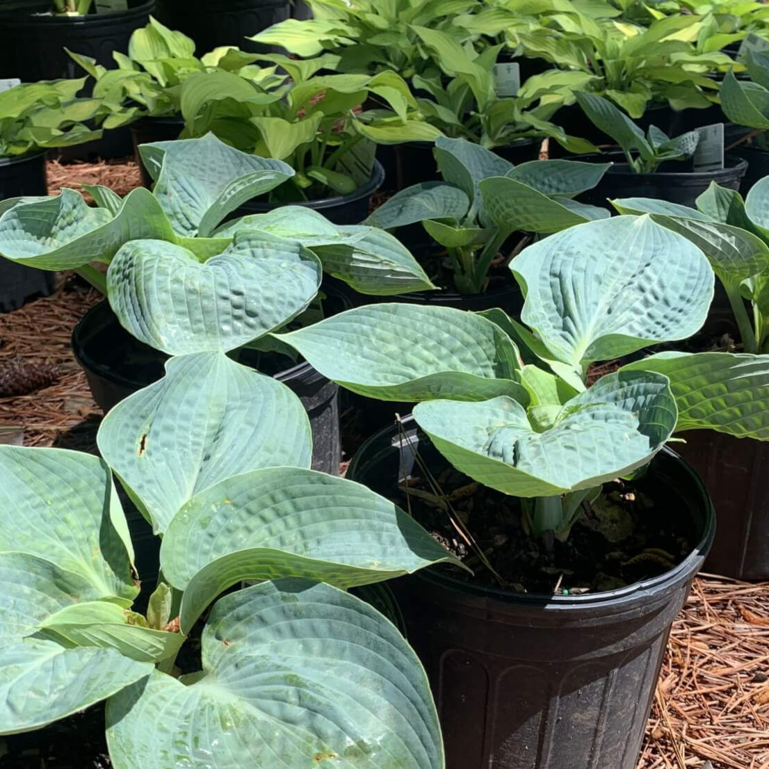 Hosta Big Daddy