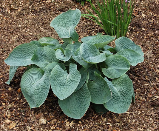 Hosta Abiqua Drinking Gourd