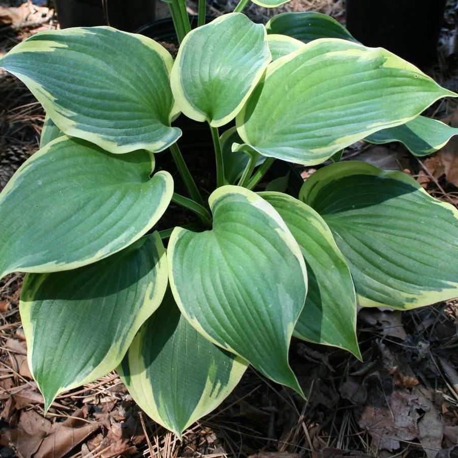 Hosta Earth Angel