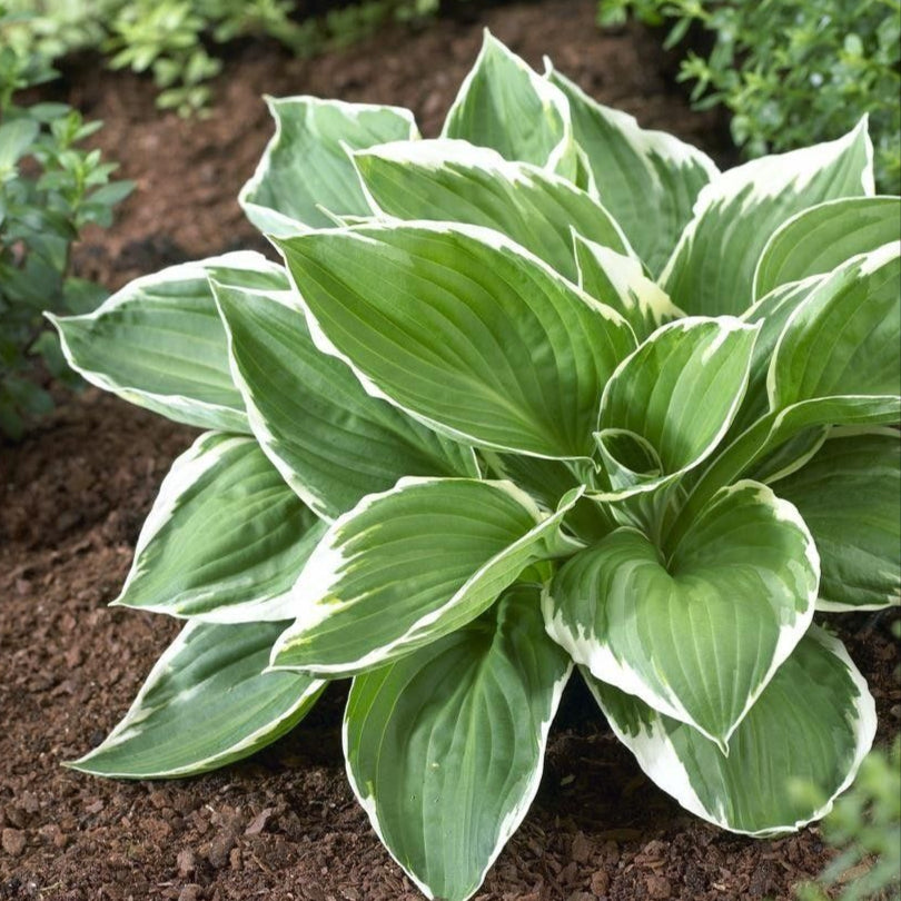 Hosta Francee