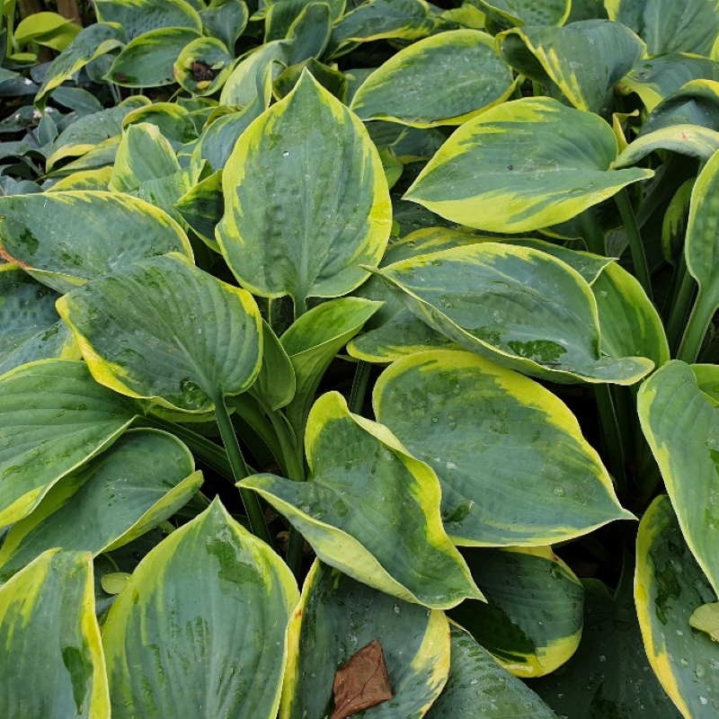 Hosta Frances Williams