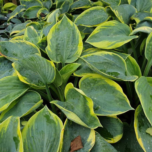 Hosta Frances Williams