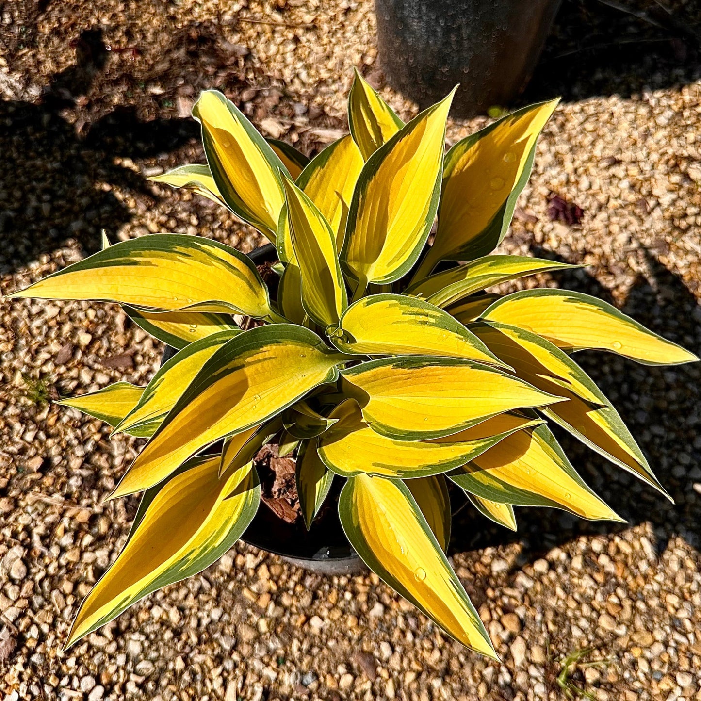 Hosta Gold Standard