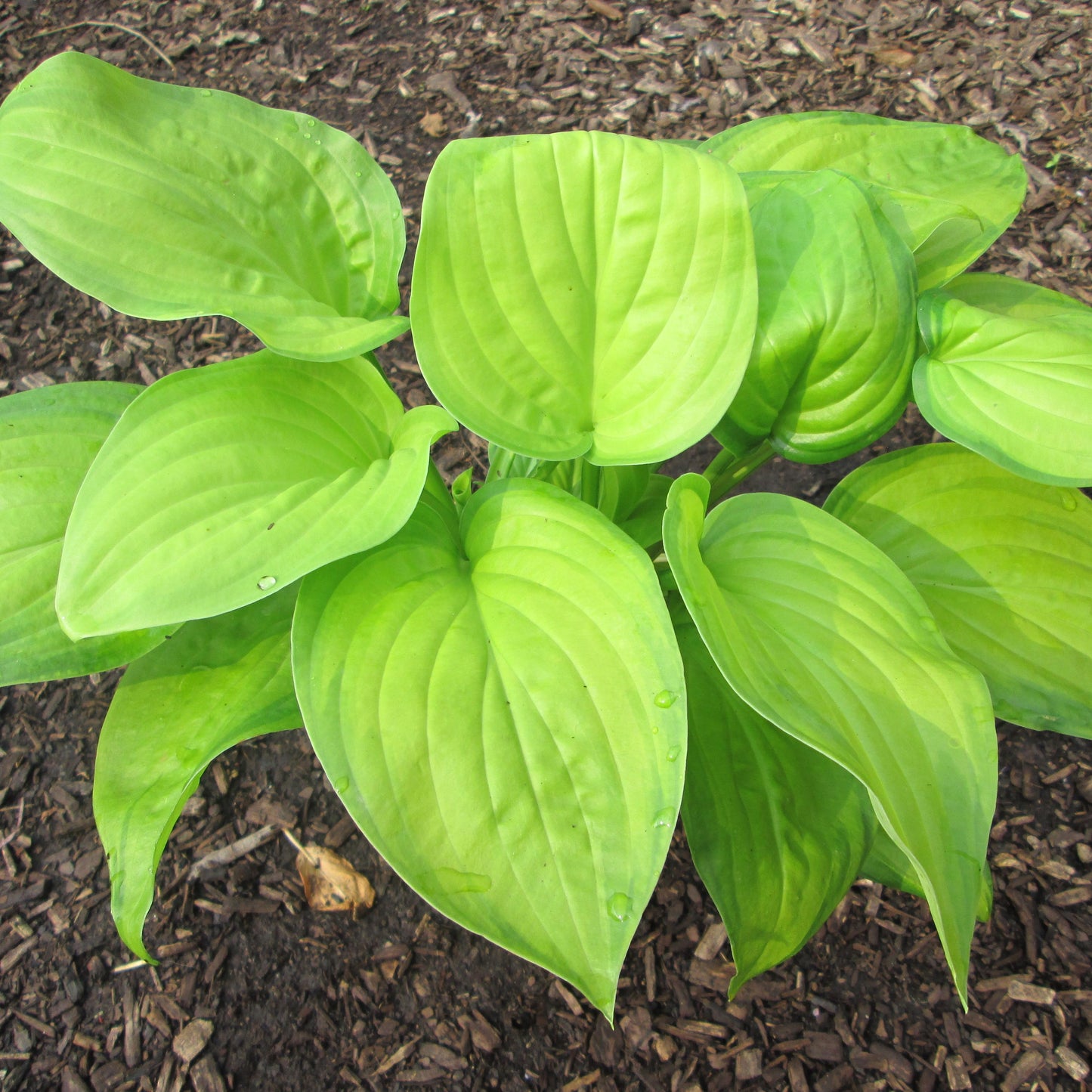 Hosta Guacamole