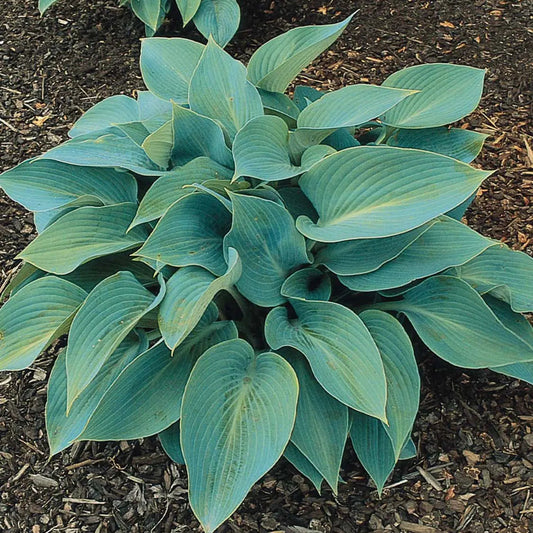 Hosta Halcyon