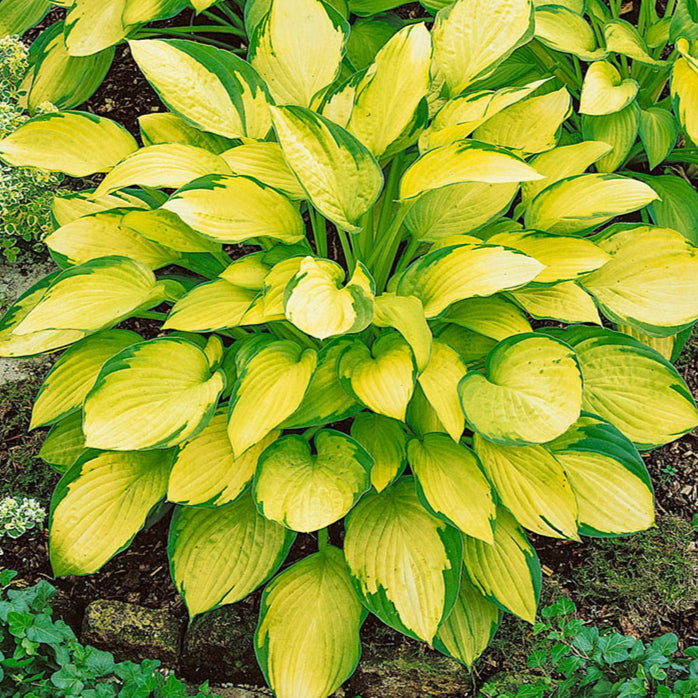 Hosta June