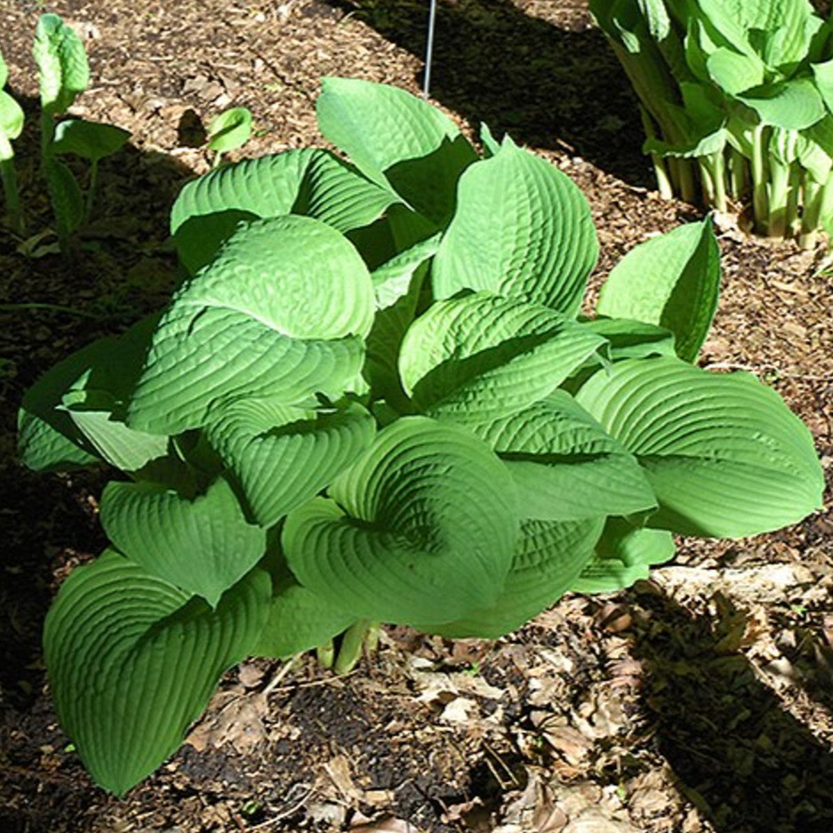 Hosta Jurassic Park