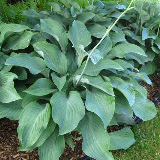 Hosta Krossa Regal