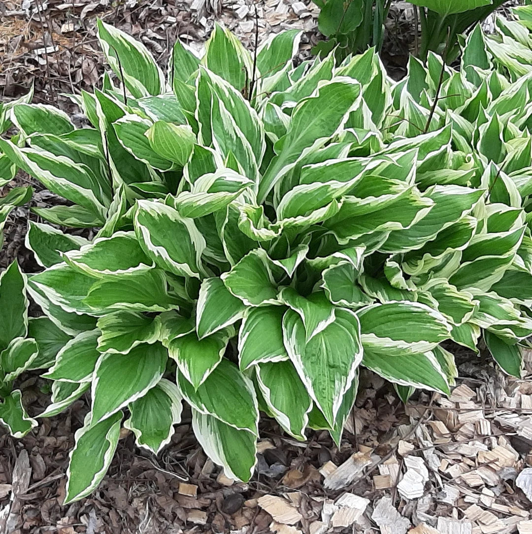 Hosta Albomarginata