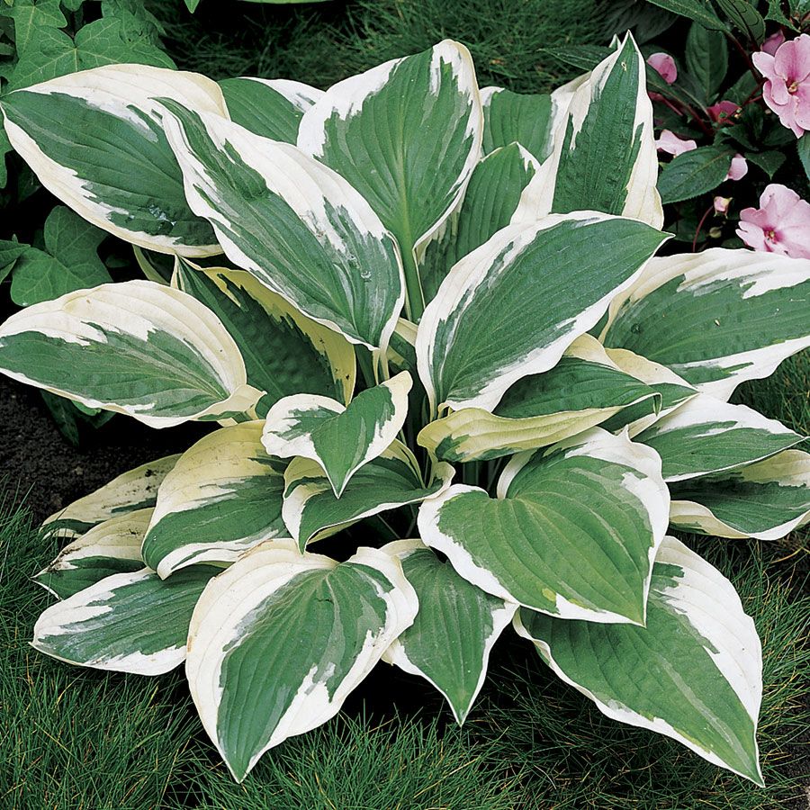 Hosta Patriot