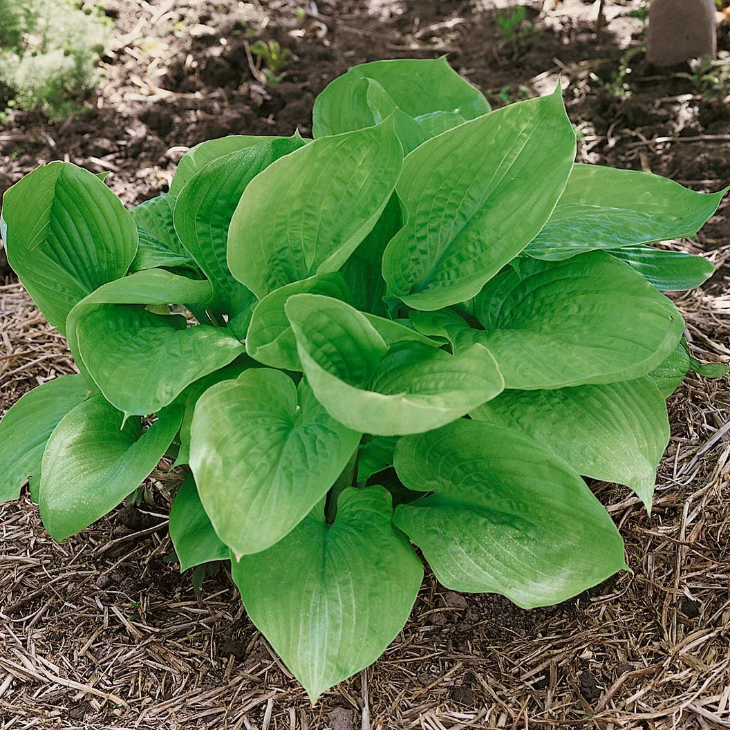 Hosta Sum and Substance