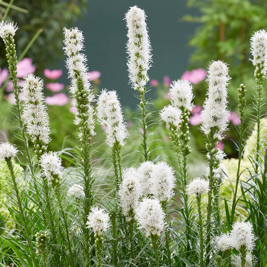 Liatris Alba