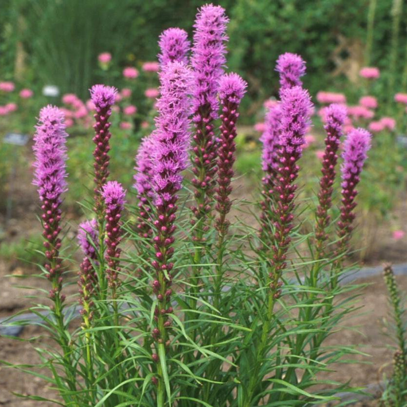 Liatris Kobold