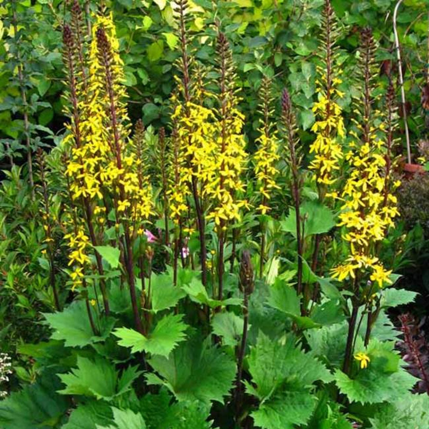 Ligularia Little Rocket