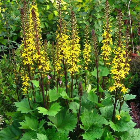 Ligularia Little Rocket