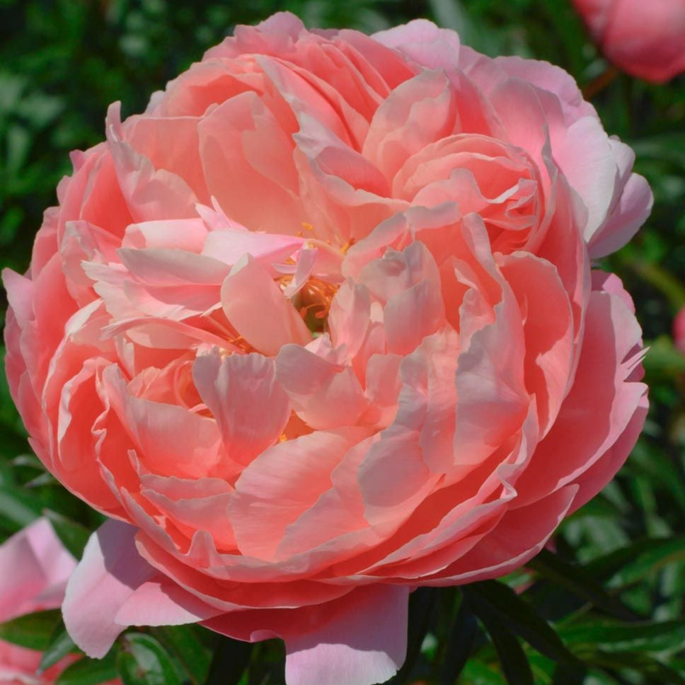 Paeonia Coral Charm