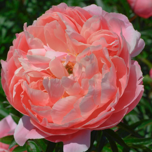 Paeonia Coral Charm