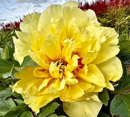 Paeonia Bartzella